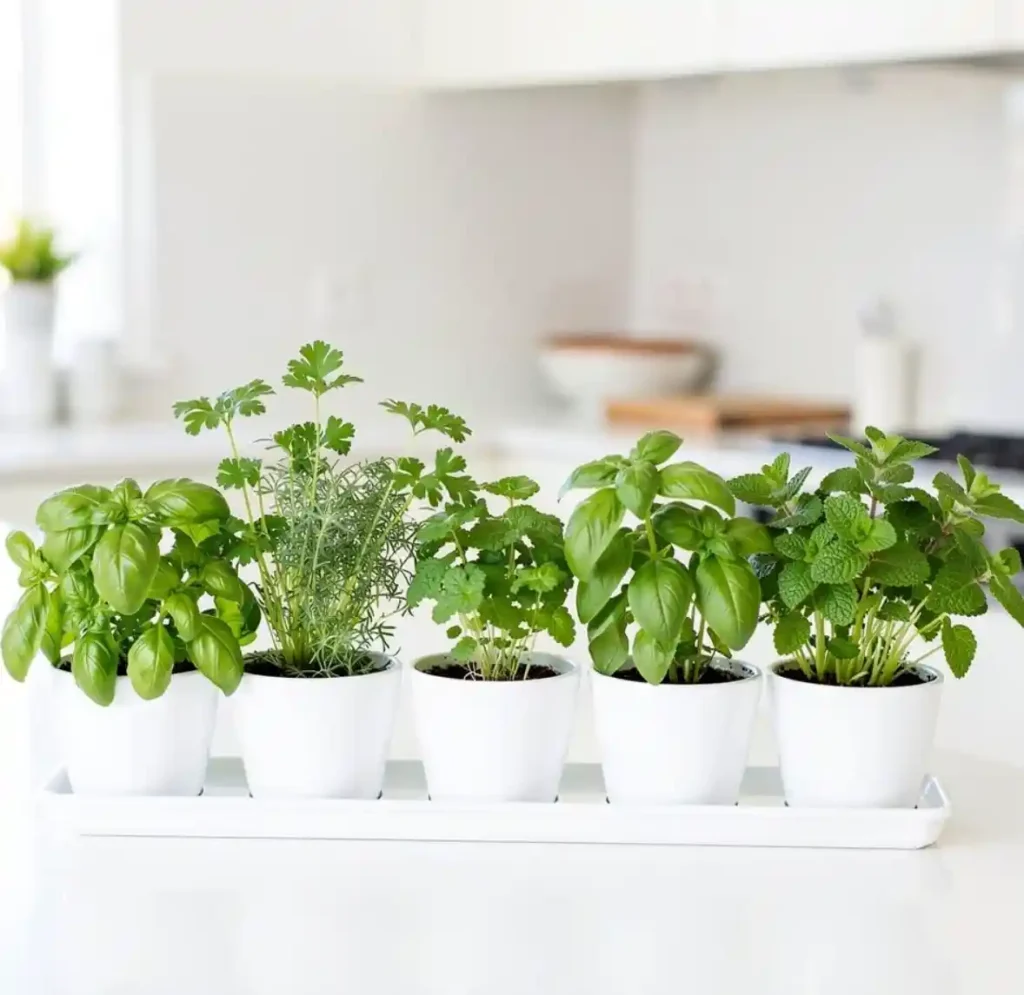 18-Kitchen Organization Countertop Idea
